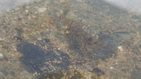 フィッシングレイクたかみや 釣果