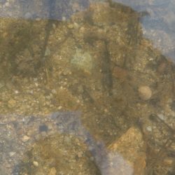 フィッシングレイクたかみや 釣果