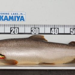 フィッシングレイクたかみや 釣果