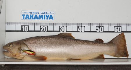 フィッシングレイクたかみや 釣果