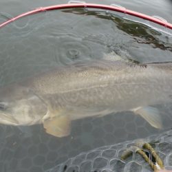 フィッシングレイクたかみや 釣果