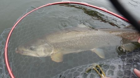 フィッシングレイクたかみや 釣果
