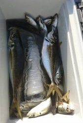 KONAYAーMARU(こなや丸) 釣果