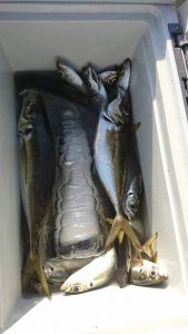 ＫＯＮＡＹＡｰＭＡＲＵ（こなや丸） 釣果