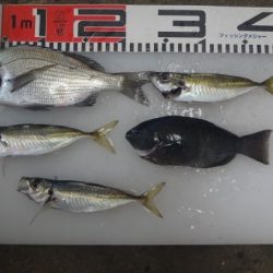 のとじま臨海公園海づりセンター 釣果