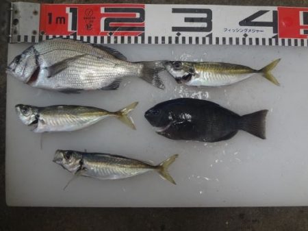 のとじま臨海公園海づりセンター 釣果