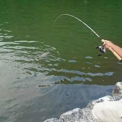 フィッシングエリア帝釈 釣果