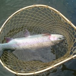 フィッシングエリア帝釈 釣果