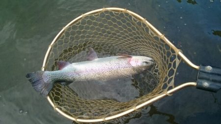 フィッシングエリア帝釈 釣果