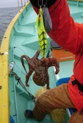 KONAYAーMARU(こなや丸) 釣果