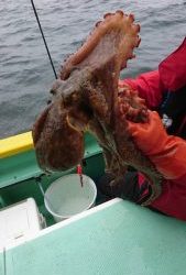 KONAYAーMARU(こなや丸) 釣果