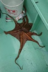 KONAYAーMARU(こなや丸) 釣果