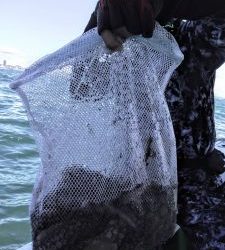 恵比寿丸(兵庫) 釣果