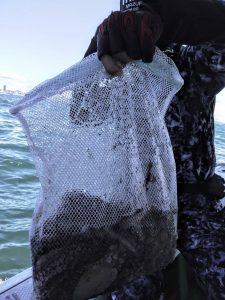 恵比寿丸(兵庫) 釣果