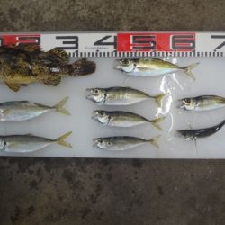 のとじま臨海公園海づりセンター 釣果
