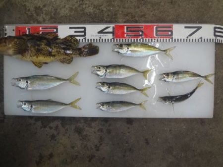 のとじま臨海公園海づりセンター 釣果