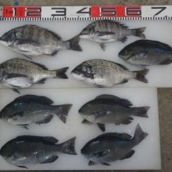 のとじま臨海公園海づりセンター 釣果