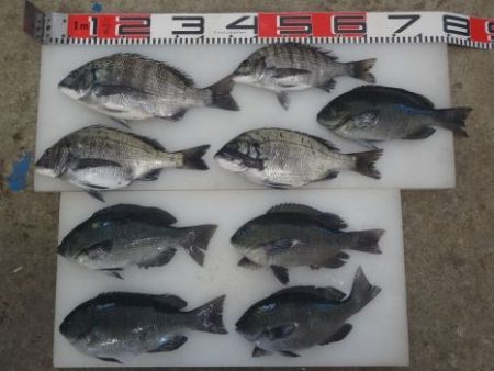 のとじま臨海公園海づりセンター 釣果