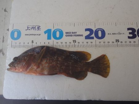 のとじま臨海公園海づりセンター 釣果