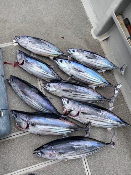 へいみつ丸 釣果