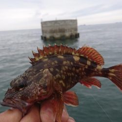 キャロダートでデイゲーム