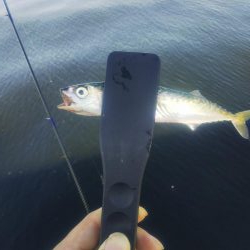 アジングならずサバング