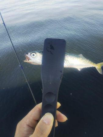 アジングならずサバング