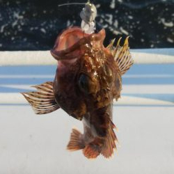 メバル1 ガシラ12