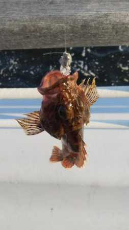 メバル1 ガシラ12