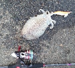 キロアップ紋甲イカ