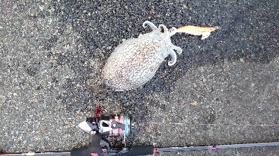 キロアップ紋甲イカ