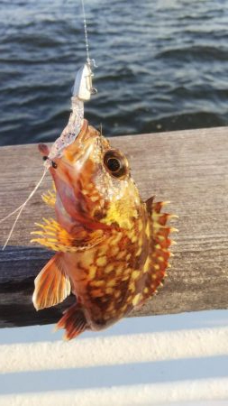 メバル1 ガシラ12