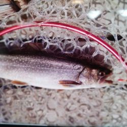 フィッシングレイクたかみや 釣果