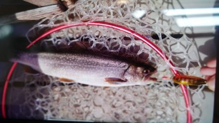 フィッシングレイクたかみや 釣果