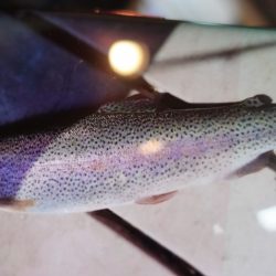 フィッシングレイクたかみや 釣果