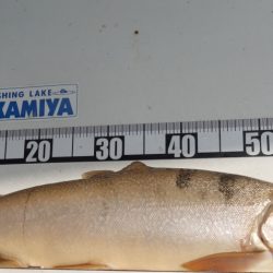 フィッシングレイクたかみや 釣果