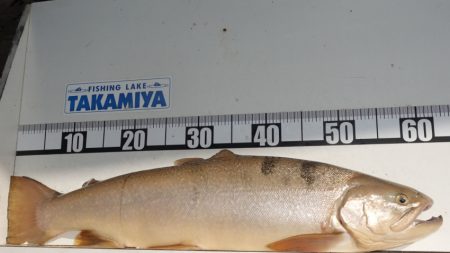 フィッシングレイクたかみや 釣果