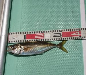 ＫＯＮＡＹＡｰＭＡＲＵ（こなや丸） 釣果