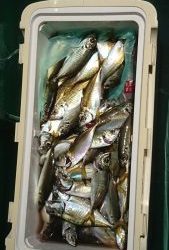 ＫＯＮＡＹＡｰＭＡＲＵ（こなや丸） 釣果