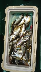 ＫＯＮＡＹＡｰＭＡＲＵ（こなや丸） 釣果