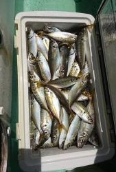 ＫＯＮＡＹＡｰＭＡＲＵ（こなや丸） 釣果