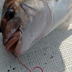 タイラバ遊漁船 ワンピース 釣果