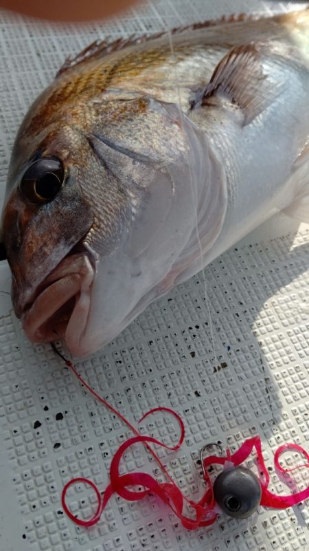 タイラバ遊漁船 ワンピース 釣果