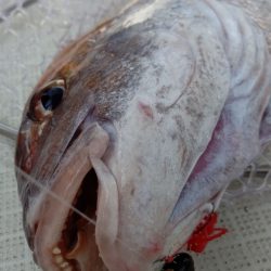 タイラバ遊漁船 ワンピース 釣果