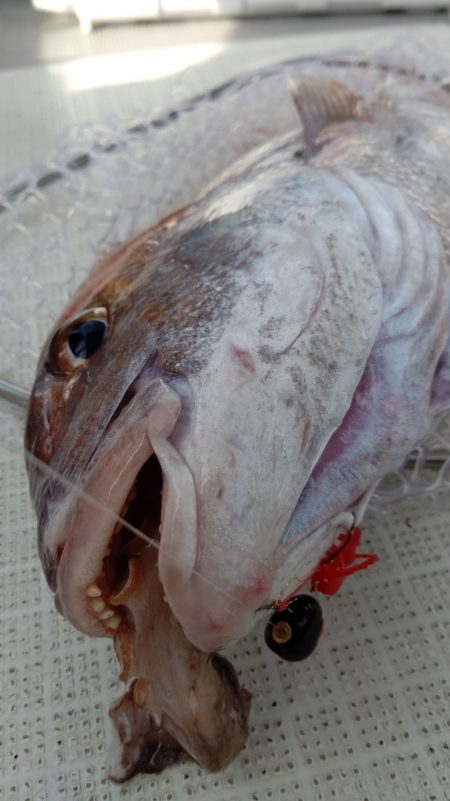 タイラバ遊漁船 ワンピース 釣果