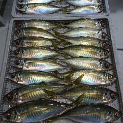 エンペラー 釣果