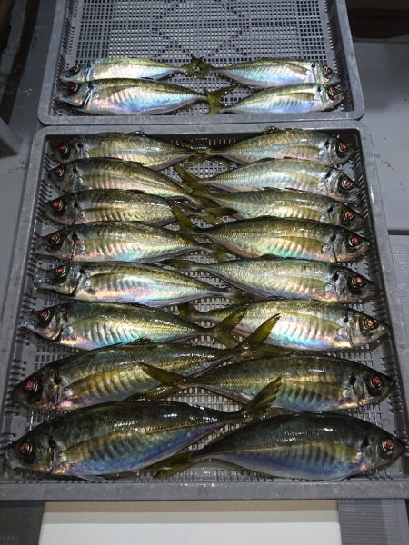 エンペラー 釣果