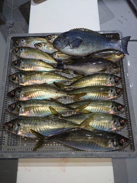 エンペラー 釣果