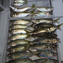 エンペラー 釣果