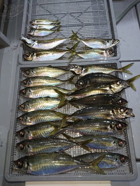 エンペラー 釣果